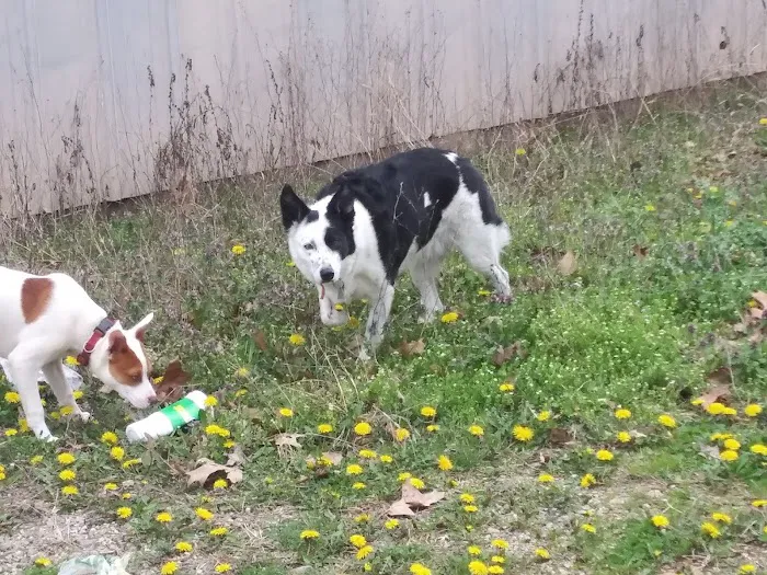 West Plains Veterinary Clinic Picture 1