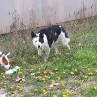 West Plains Veterinary Clinic ico