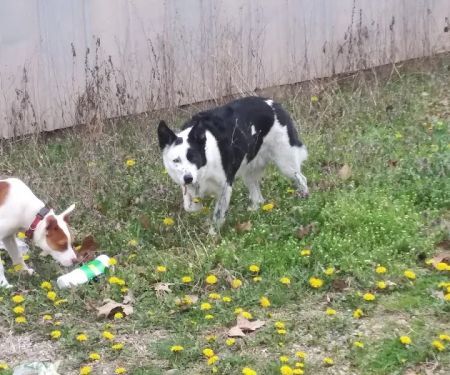 West Plains Veterinary Clinic