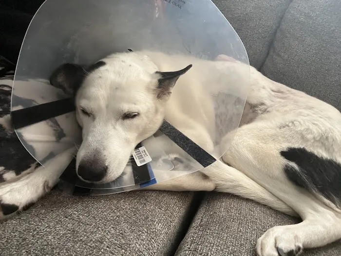 West Plains Veterinary Clinic Picture 4