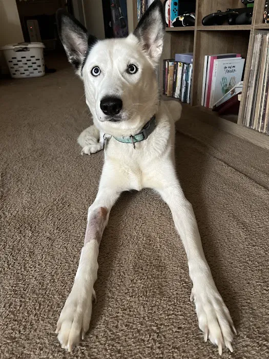 West Plains Veterinary Clinic Picture 3