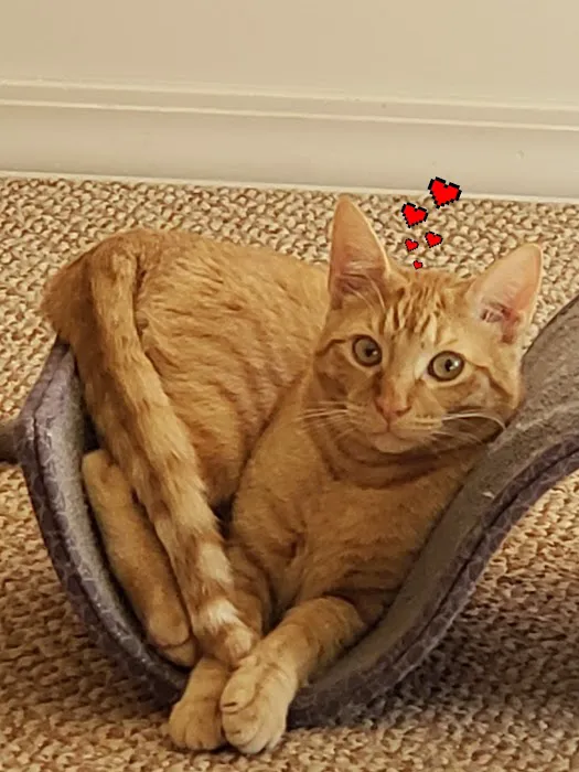 West Plains Veterinary Clinic Picture 7