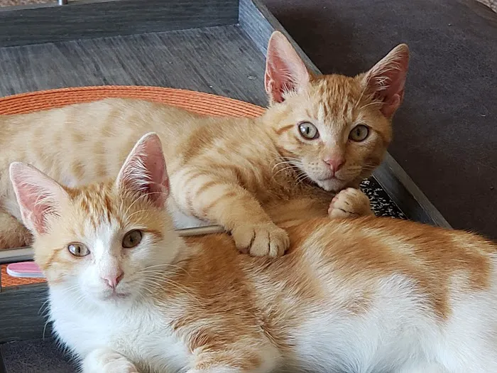 West Plains Veterinary Clinic Picture 9