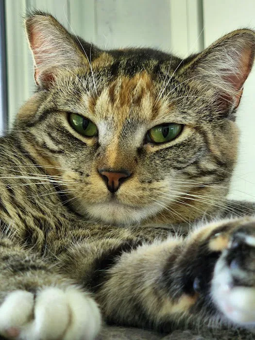 West Plains Veterinary Clinic Picture 10