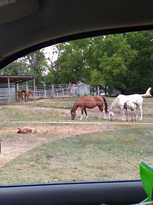 Animal Clinic & Equine Center Picture 1