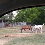 Animal Clinic & Equine Center