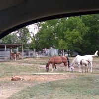 Animal Clinic & Equine Center ico