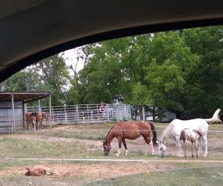 Animal Clinic & Equine Center