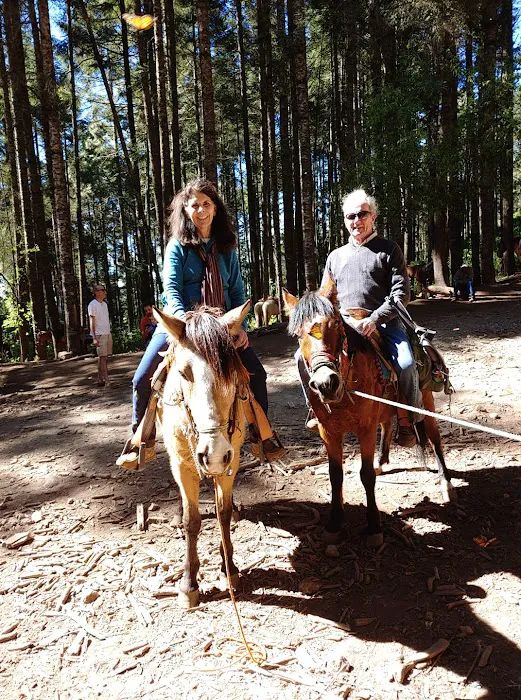 Animal Clinic & Equine Center Picture 4