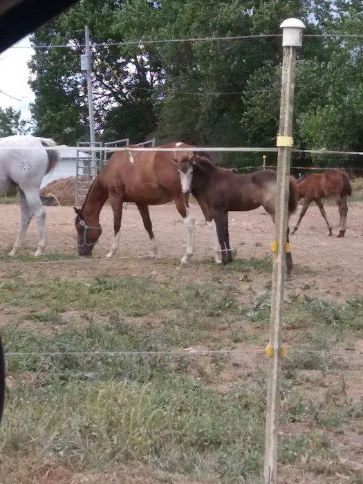 Animal Clinic & Equine Center Picture 2
