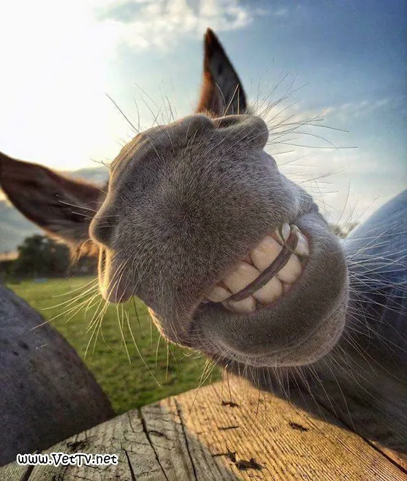 Animal Clinic & Equine Center Picture 6