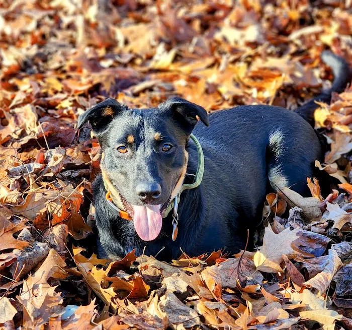 Mo Cat & Cow Veterinary Clinic Picture 3