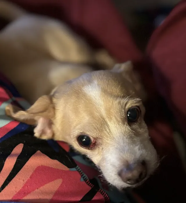 Mo Cat & Cow Veterinary Clinic Picture 1