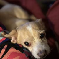 Mo Cat & Cow Veterinary Clinic ico