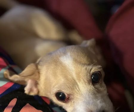 Mo Cat & Cow Veterinary Clinic