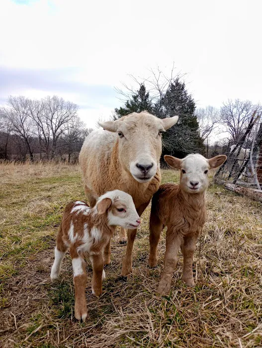 Mo Cat & Cow Veterinary Clinic Picture 4