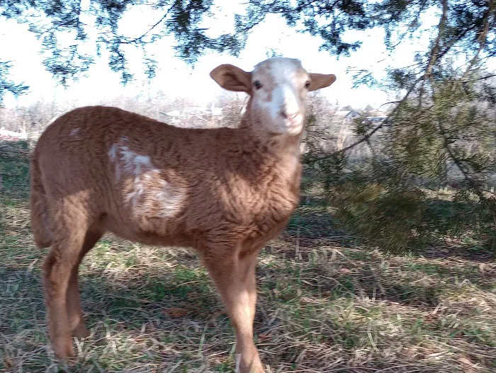 Mo Cat & Cow Veterinary Clinic Picture 5