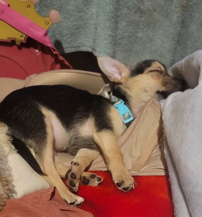 Mo Cat & Cow Veterinary Clinic Picture 8