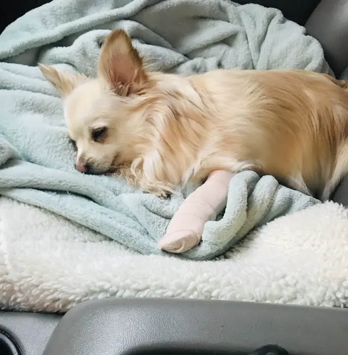 Mo Cat & Cow Veterinary Clinic Picture 7