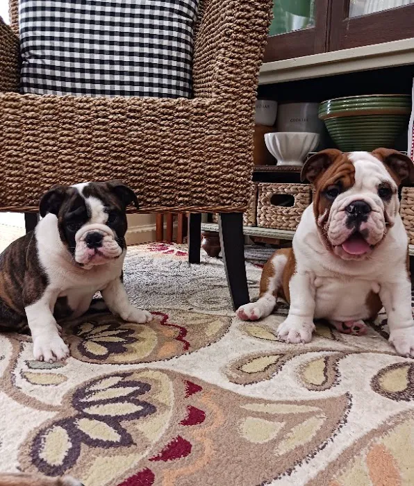 Mo Cat & Cow Veterinary Clinic Picture 6