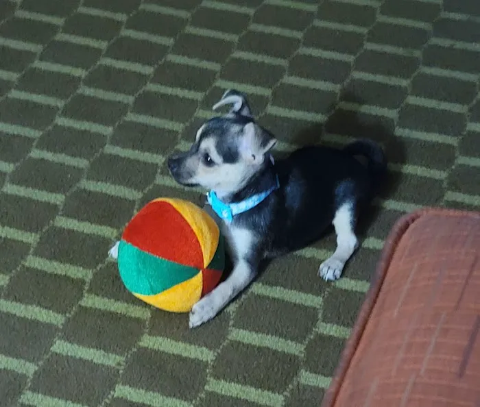 Mo Cat & Cow Veterinary Clinic Picture 9