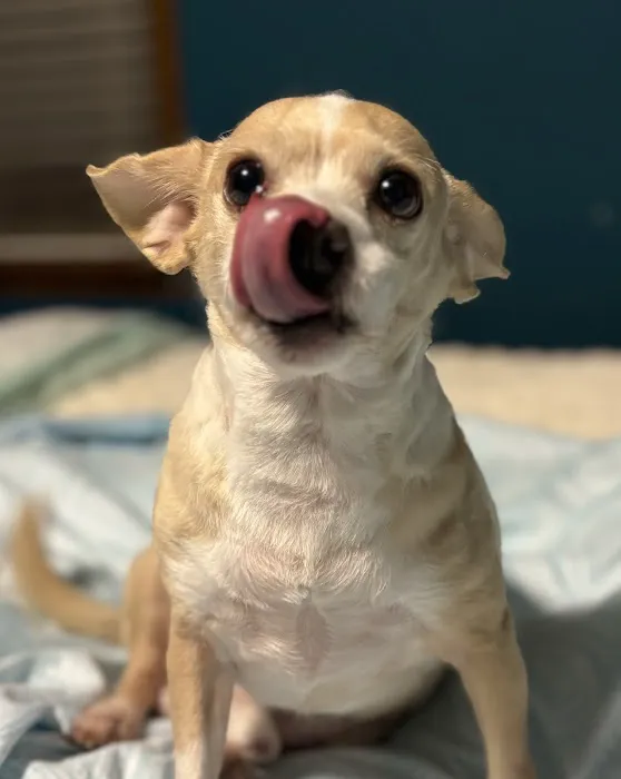 Mo Cat & Cow Veterinary Clinic Picture 10