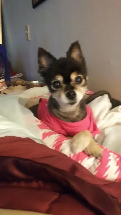 Iola Animal Clinic Picture 2