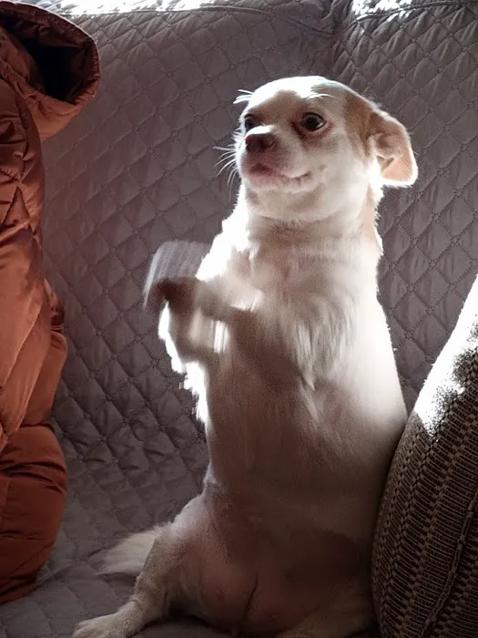 Iola Animal Clinic Picture 4