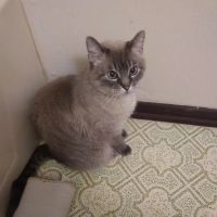 Iola Animal Clinic ico