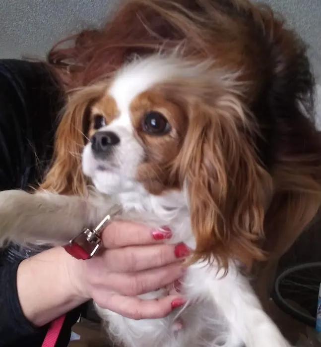 Iola Animal Clinic Picture 3