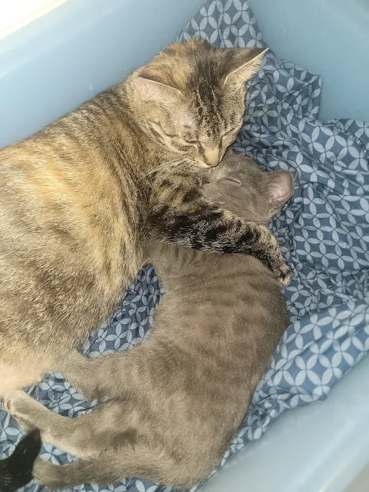 Iola Animal Clinic Picture 7