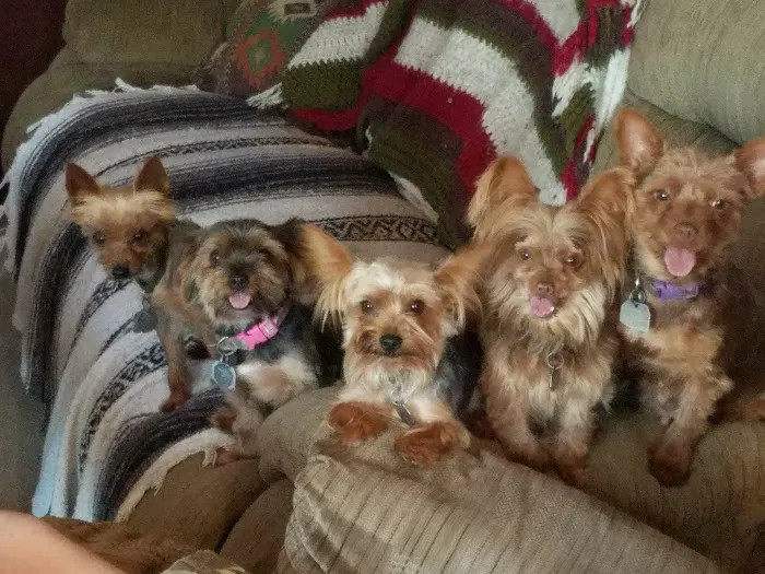 Iola Animal Clinic Picture 8