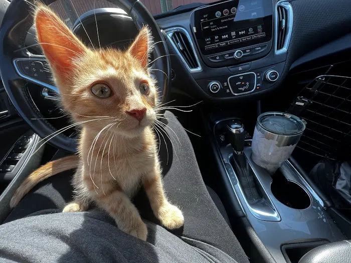 RED BARN VETERINARY SERVICE LLC Picture 6