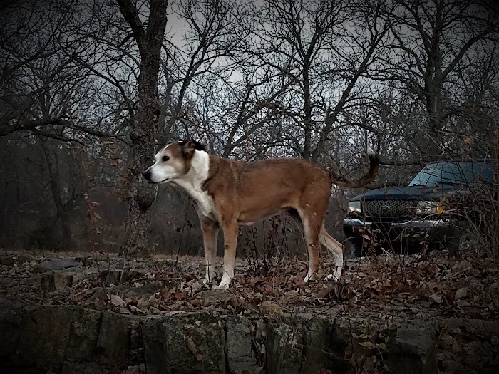 RED BARN VETERINARY SERVICE LLC Picture 3