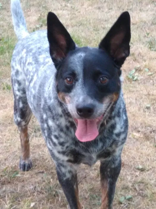 Riverview Animal Clinic Picture 2