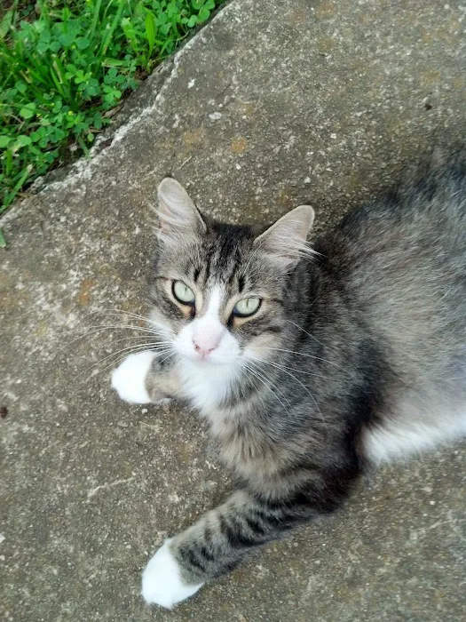 Riverview Animal Clinic Picture 3