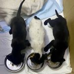 Riverview Animal Clinic