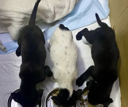 Riverview Animal Clinic