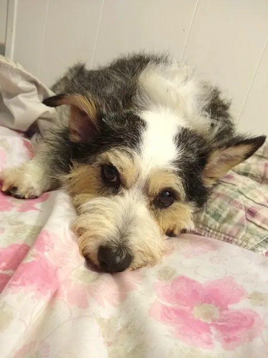 Riverview Animal Clinic Picture 4