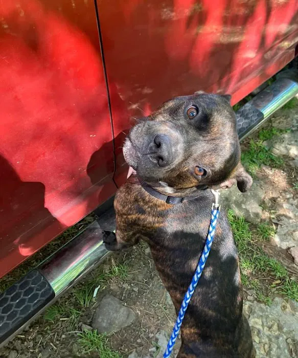 Riverview Animal Clinic Picture 5