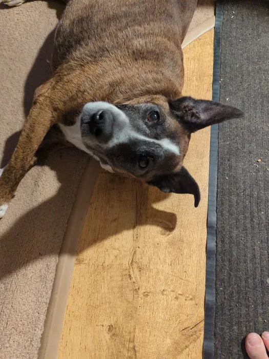 Barry County Veterinary Service PC Picture 3