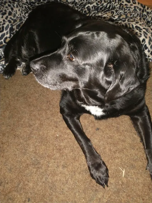 Barry County Veterinary Service PC Picture 1