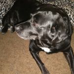 Barry County Veterinary Service PC