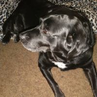 Barry County Veterinary Service PC ico