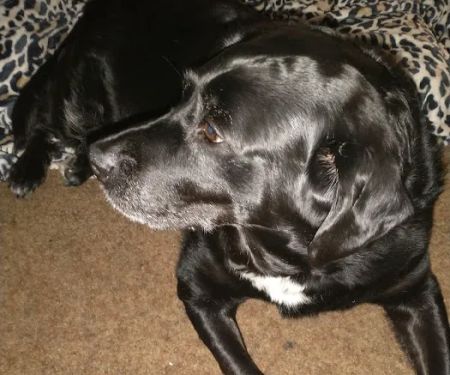 Barry County Veterinary Service PC