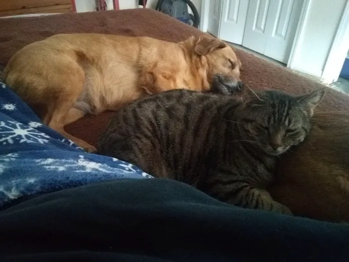 Barry County Veterinary Service PC Picture 6