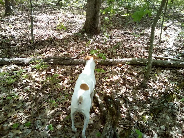 Barry County Veterinary Service PC Picture 7