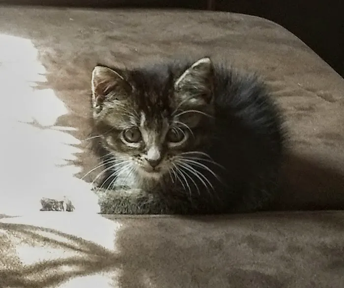 Barry County Veterinary Service PC Picture 5