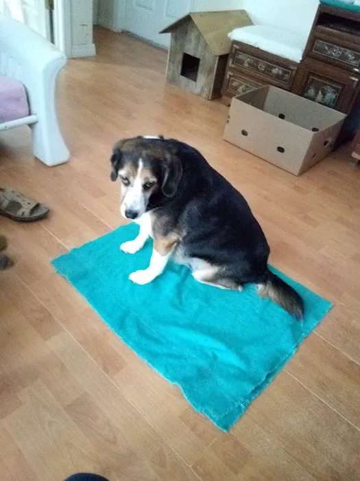 Barry County Veterinary Service PC Picture 8