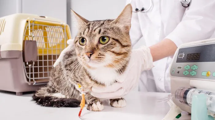 Barry County Veterinary Service PC Picture 9